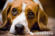 比格犬：从弃养到明星的转变