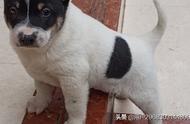 广西农村土狗：原生态中华田园犬小猎犬