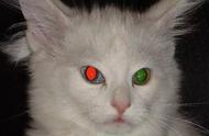 猫咪的眼睛在夜晚会发出光芒，红色的光芒是正常的吗？