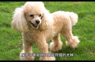 贵宾犬和贵宾狗：你真的了解它们吗？