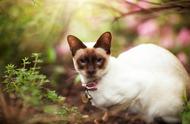 中华田园猫未上榜的十大长寿猫种