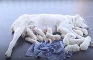 一窝罕见的牧羊犬诞生17只小狗，主人全家出动助产！