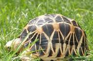 全球十种罕见乌龟品种，中国独有其三