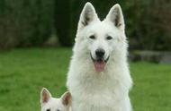 纯白色犬种：18种最迷人的选择