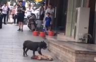 比特犬袭击事件：宠物狗惨死，主人失踪