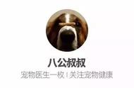 揭示茶杯犬背后的真相：对爱狗人士的重要警告