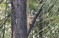 流浪猴事件背后：私养宠物猴的地下交易链