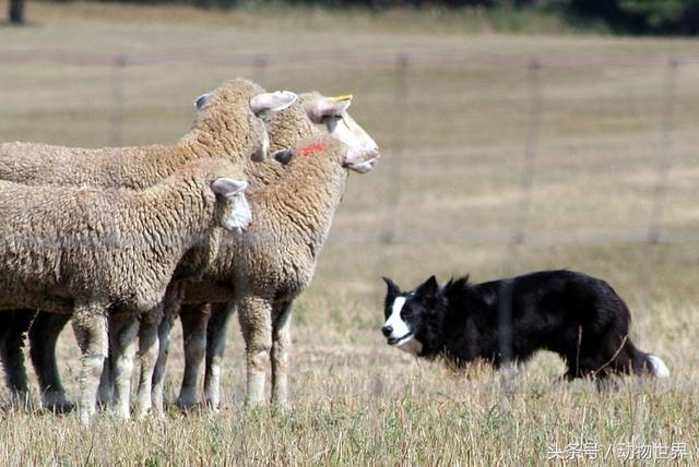 世界犬种-边境牧羊犬