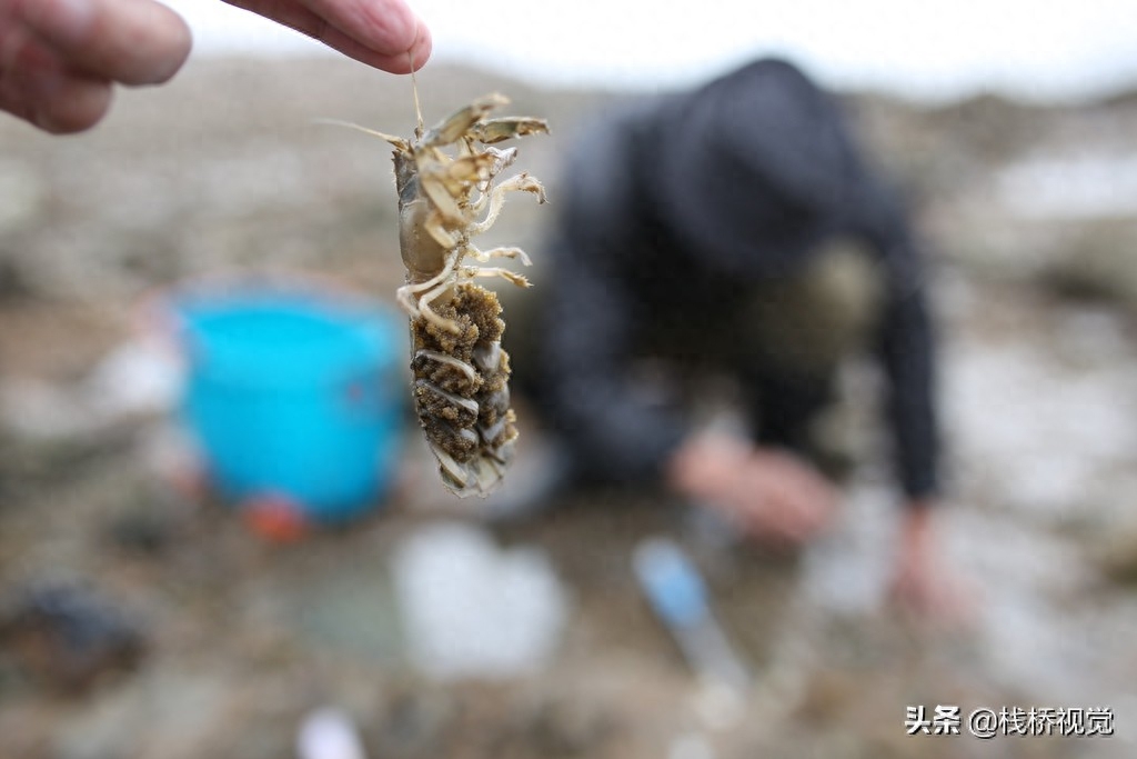 绝活！老青岛用毛笔钓虾虎