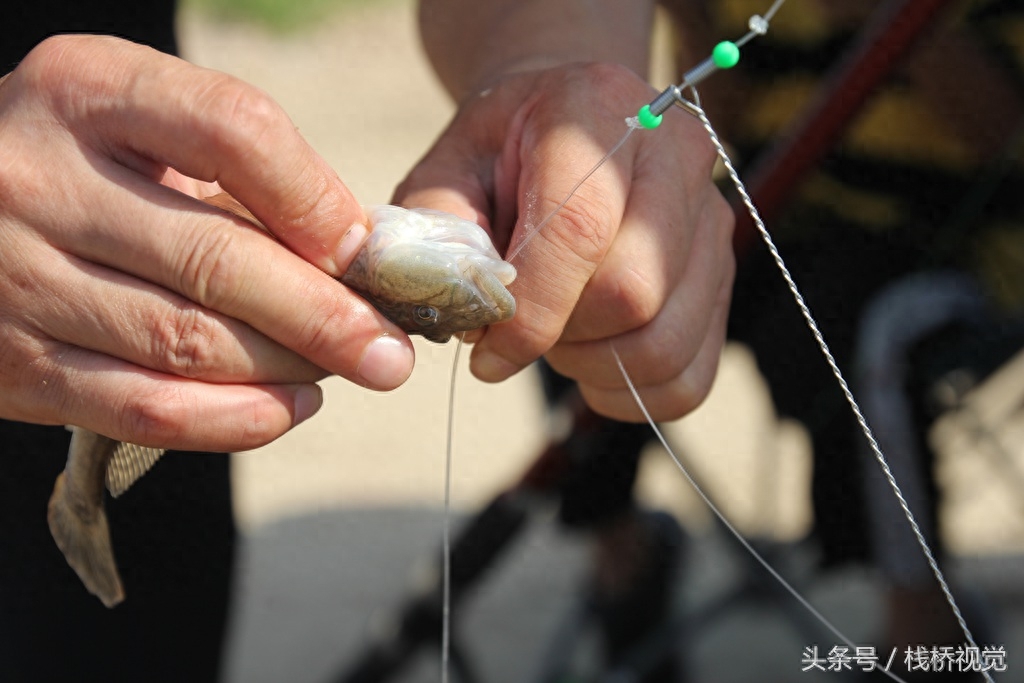 秋天钓鱼好时候！青岛胶州湾3斤重大鲈鱼上钩光鱼更多高手钓满箱