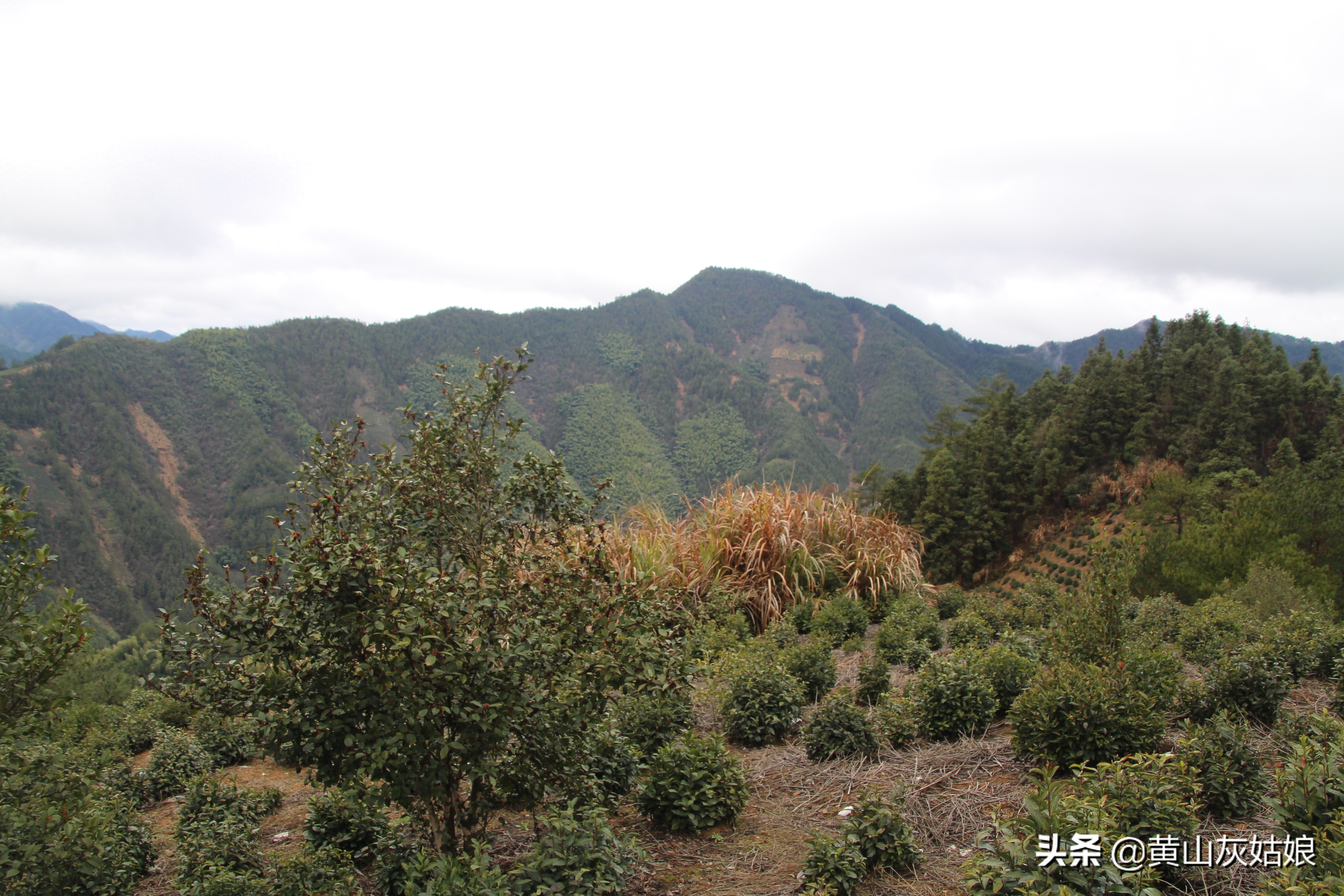 中国十大名茶-黄山毛峰，富溪高山茶园美景