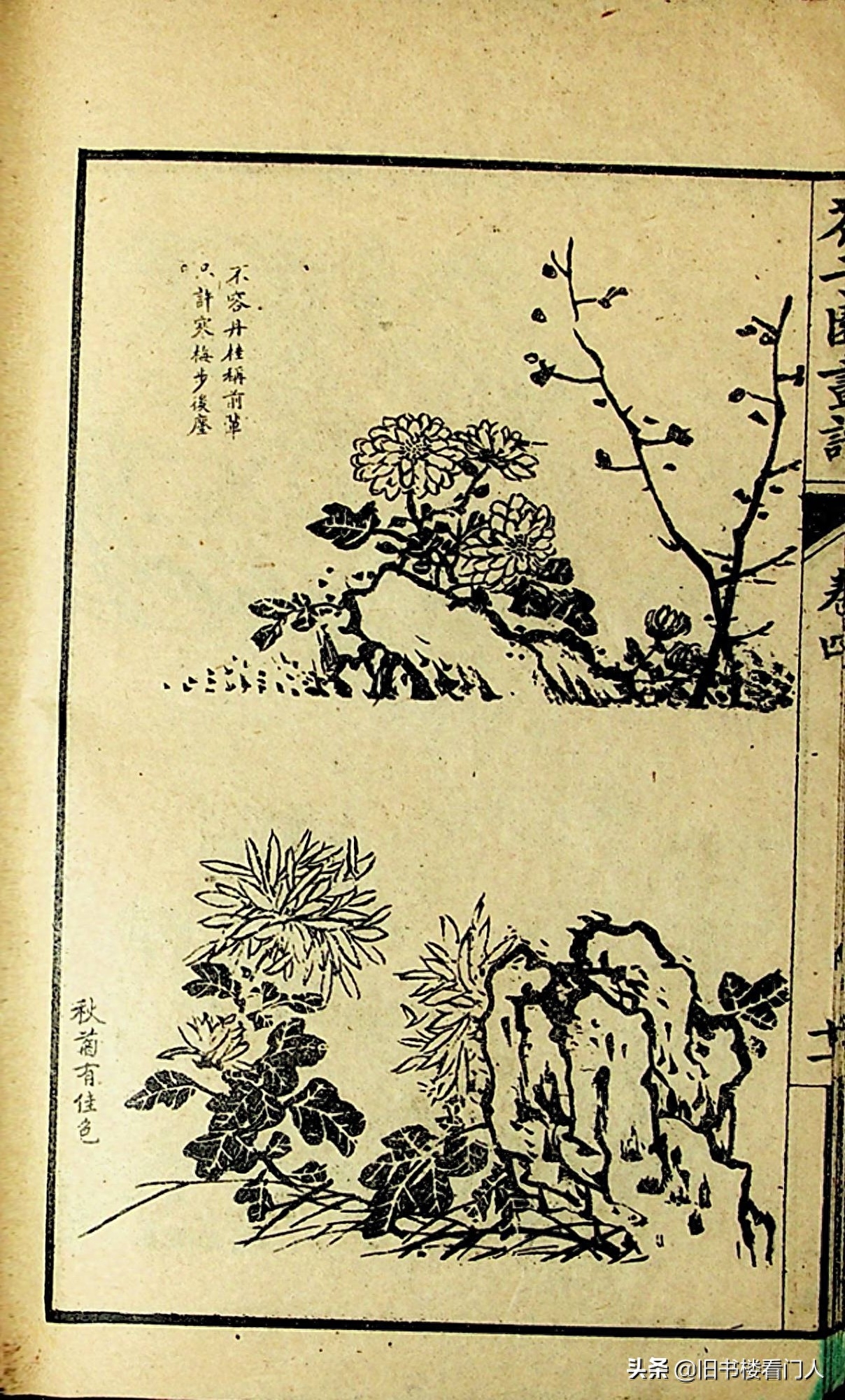 艺术类学画必修之书－《芥子园画谱·菊谱》