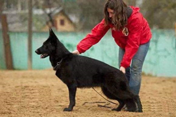 东德国牧羊犬，在主人需要的时候，它一定会陪在主人身边