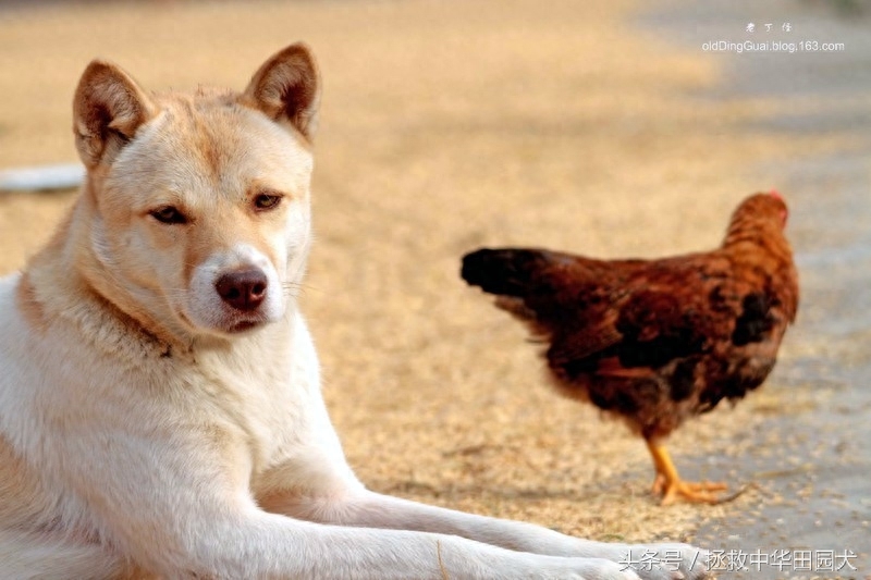 花样中华田园犬，原来土狗也可以这么花哨！