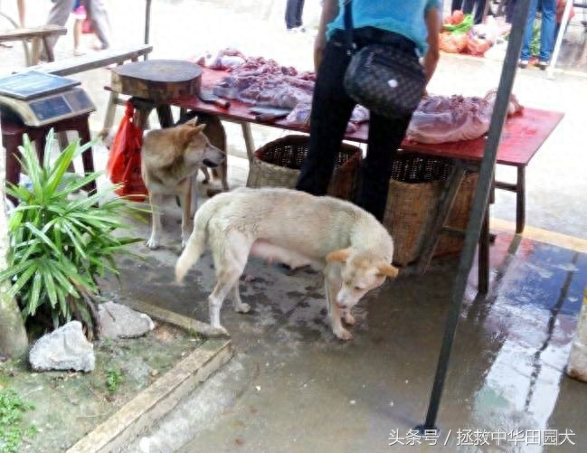 江西中华田园犬实拍（二）