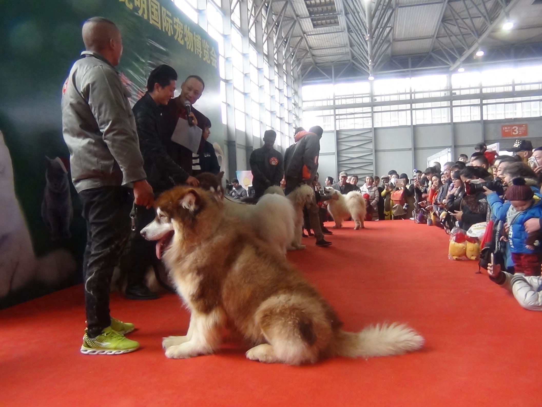 2016昆明国际宠物博览会，雪橇三傻共聚一堂，萌宠秀