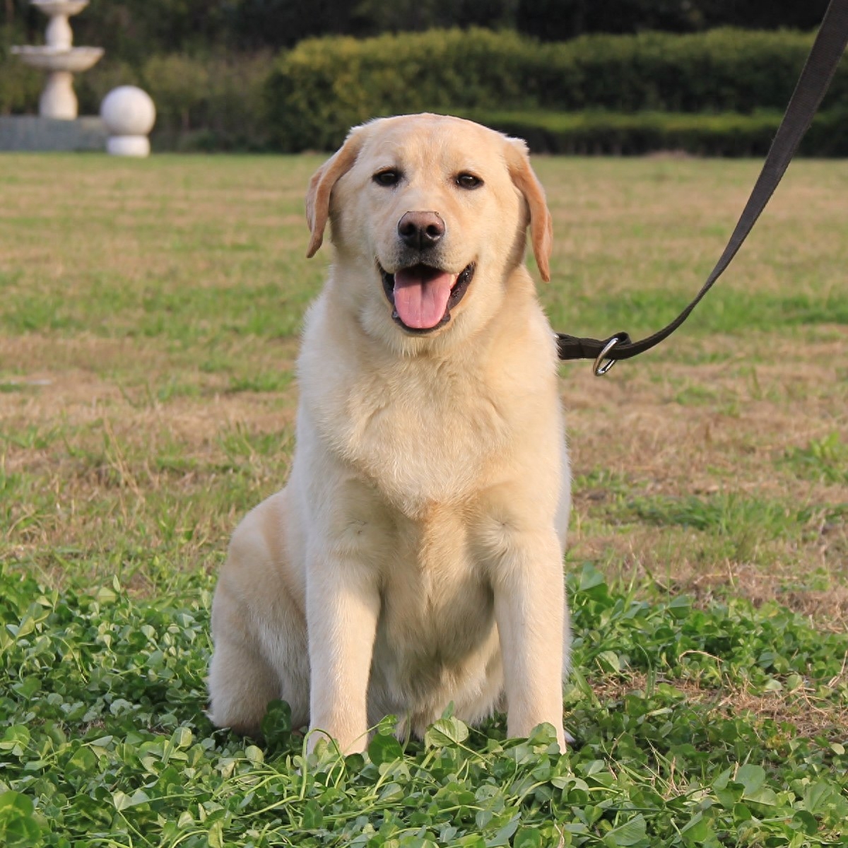 拉布拉多犬的百科世界