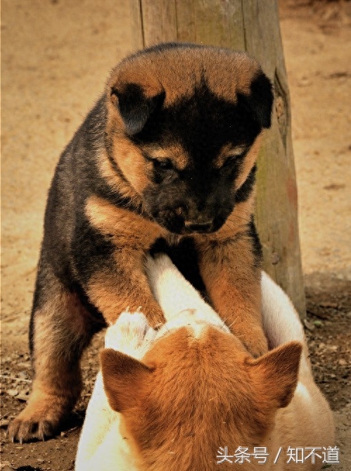 中华田园犬，看看有你家的没