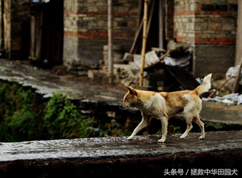 花样中华田园犬，原来土狗也可以这么花哨！