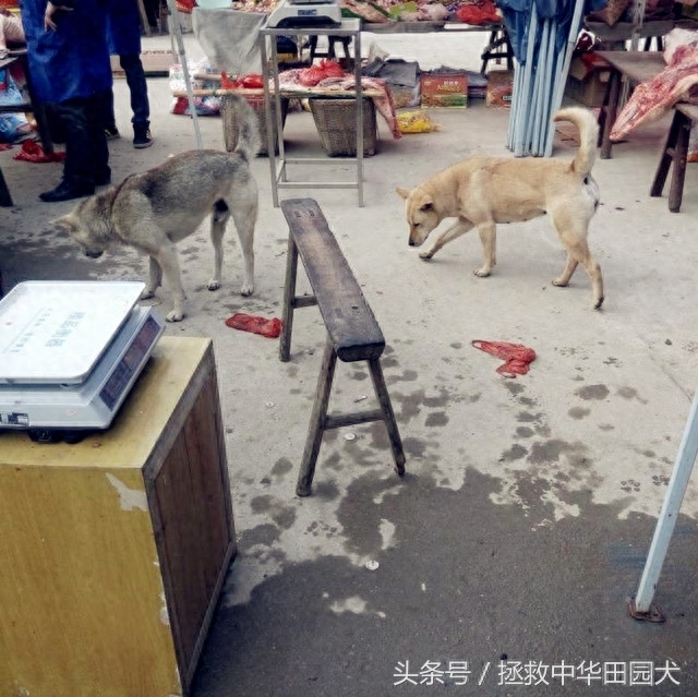 进城赶集，一路上的纯正中华田园犬，大饱眼福