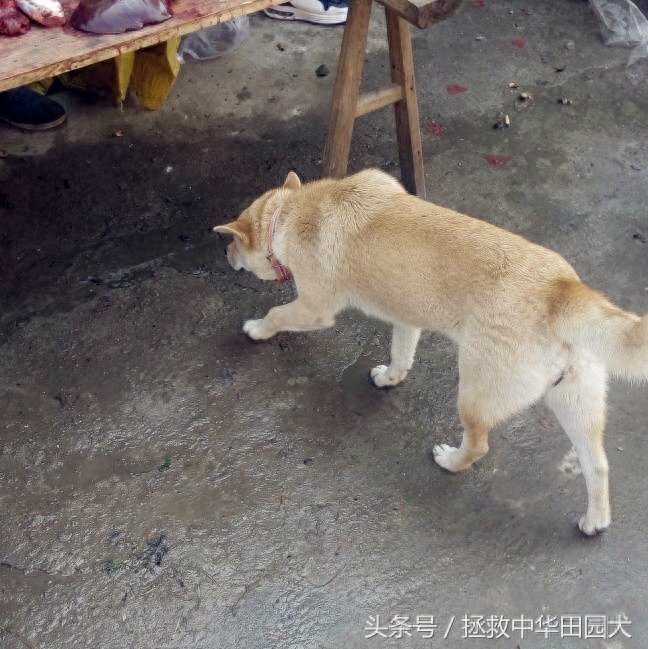 进城赶集，一路上的纯正中华田园犬，大饱眼福