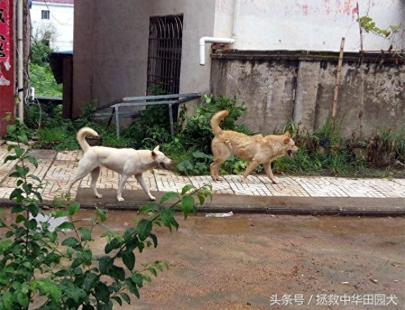 江西中华田园犬实拍（二）