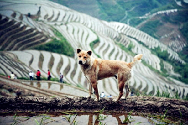 最美中华田园犬摄影——渐行渐远的乡村与土狗