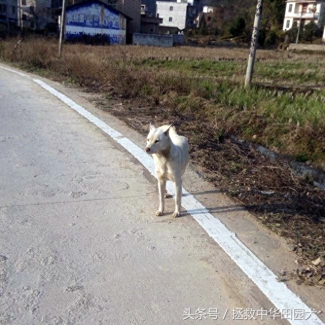 进城赶集，一路上的纯正中华田园犬，大饱眼福