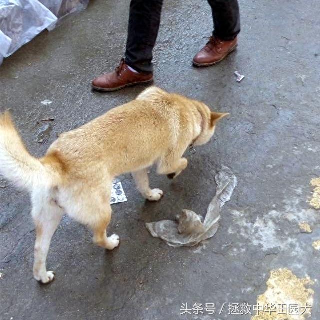 进城赶集，一路上的纯正中华田园犬，大饱眼福