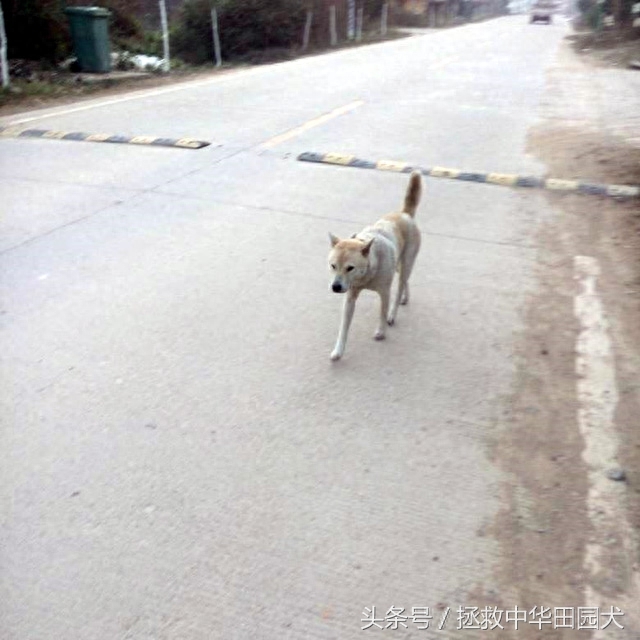 进城赶集，一路上的纯正中华田园犬，大饱眼福