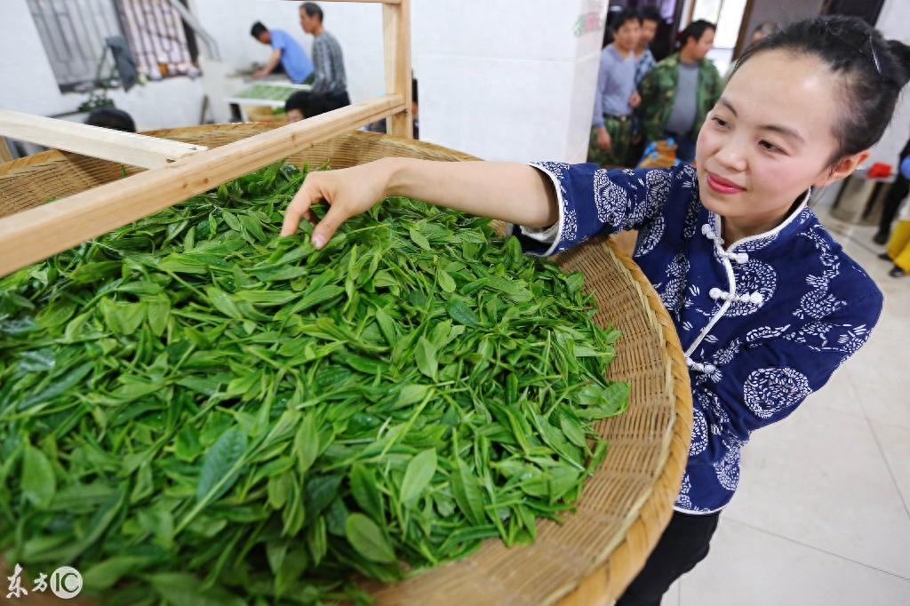 中国历史名茶“太平猴魁”