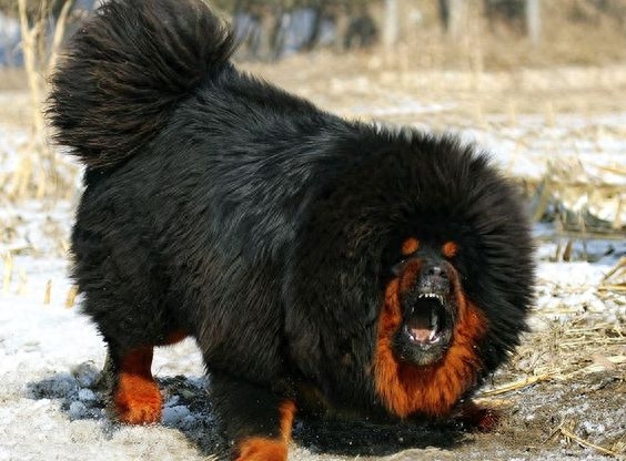 藏獒 Tibetan Mastiff