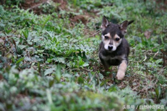 最美乡村田园犬，给你一只，哪一只是你最想要的呢！每一只都不同