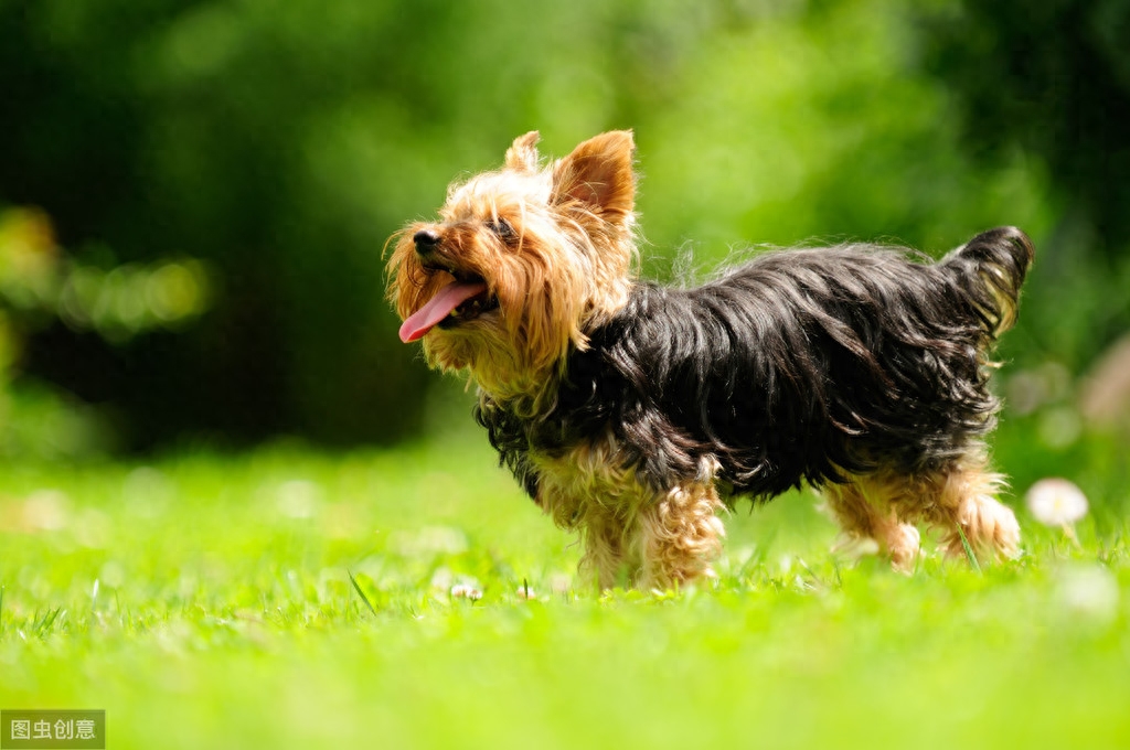 10图认识约克夏犬，长毛飘飘，比贵宾犬更像贵妇