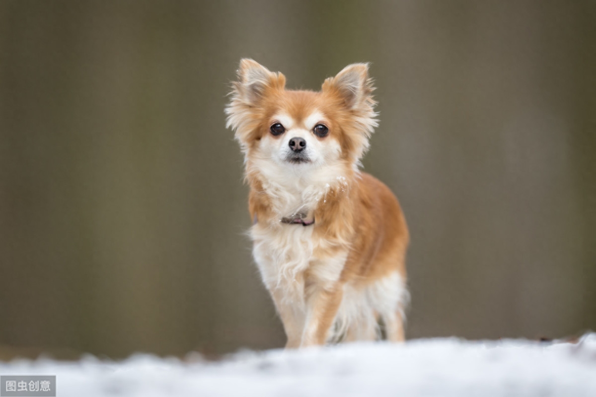 7个犬种分组，就能概括200多种狗的特点，你最喜欢哪一组的狗狗？