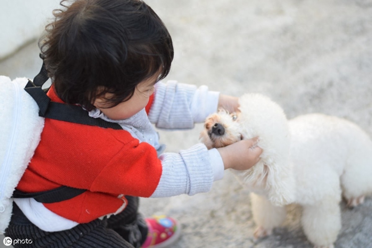 金毛、贵宾犬、哈士奇、柴犬等常见狗狗！哪种更适合做家庭犬？