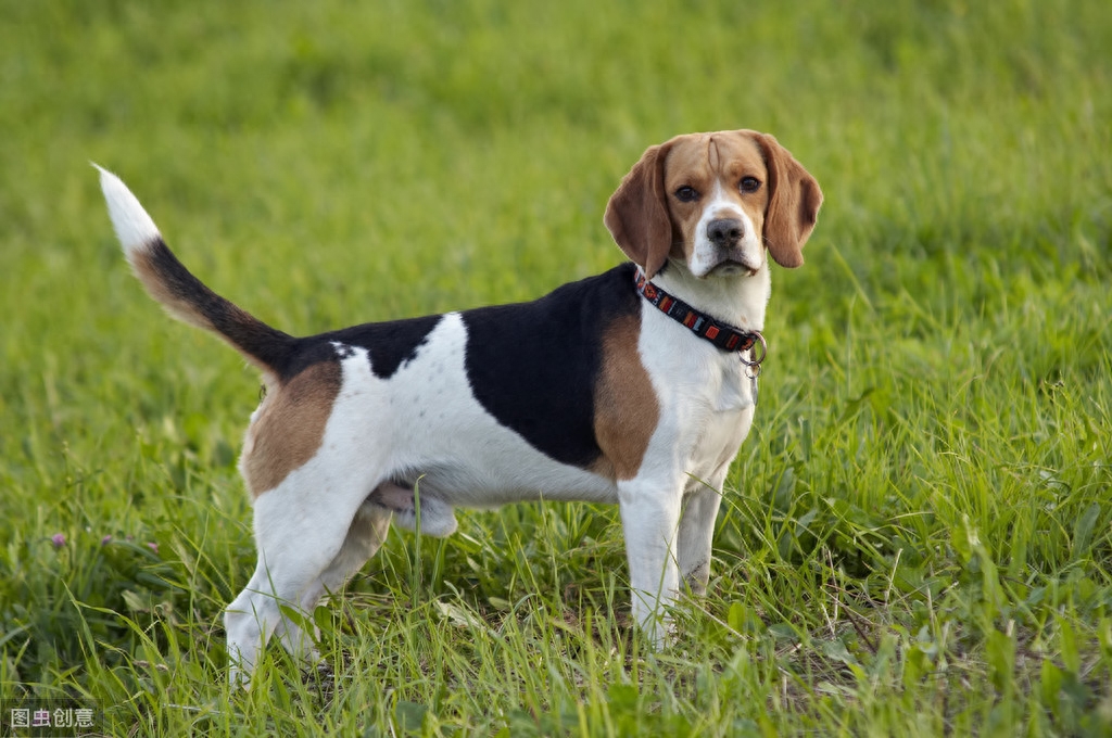 世界上最小的狩猎犬-比格犬，体型虽小却能轻松抓捕兔子