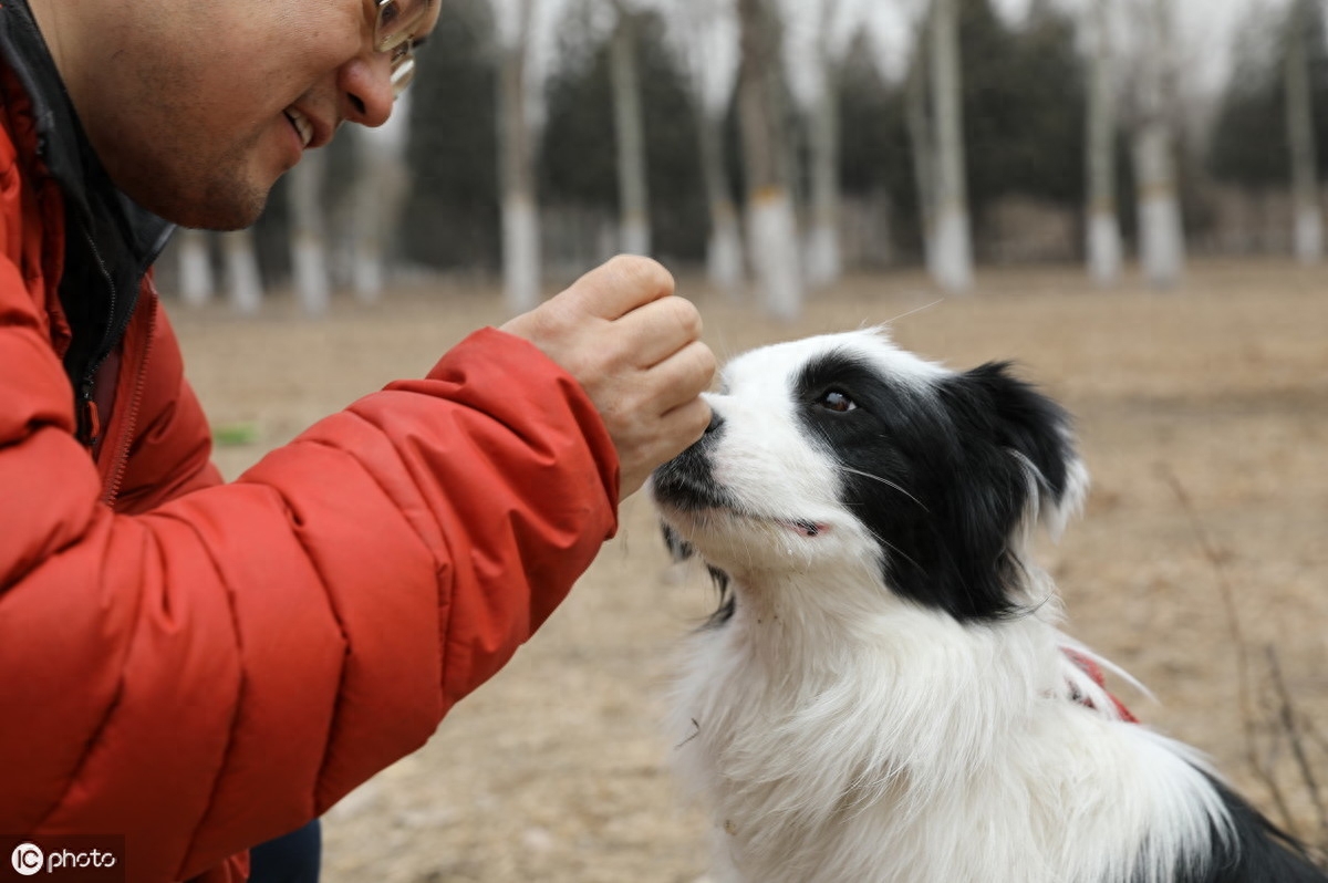 边境牧羊犬虽然聪明，养起来不容易，最好从小注意这3点