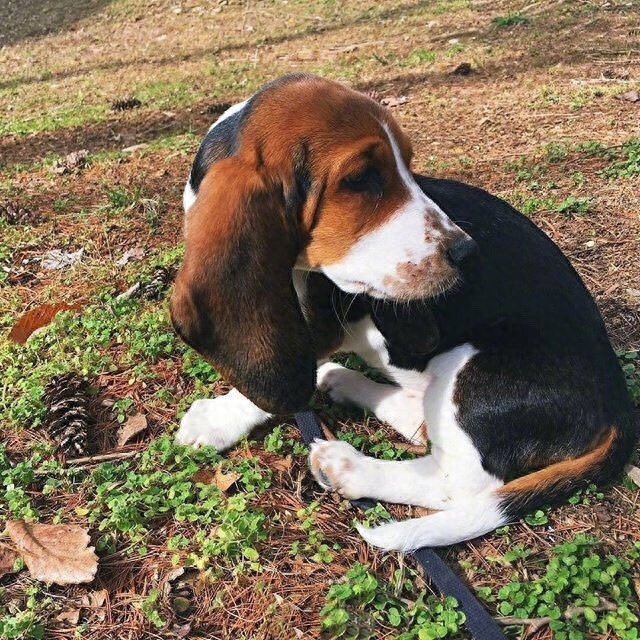 这只叫Penny的小巴吉度猎犬，一双大耳朵太壮观了，感觉扇一扇就能飞起来！吃饭时还要把耳朵绑起来！