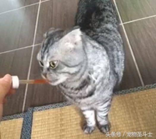 很多人都喜欢折耳猫，却不知道5年后它有多痛苦