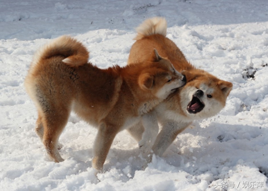 智商居然比不过二哈，比哈士奇还爱犯二，它就是秋田犬