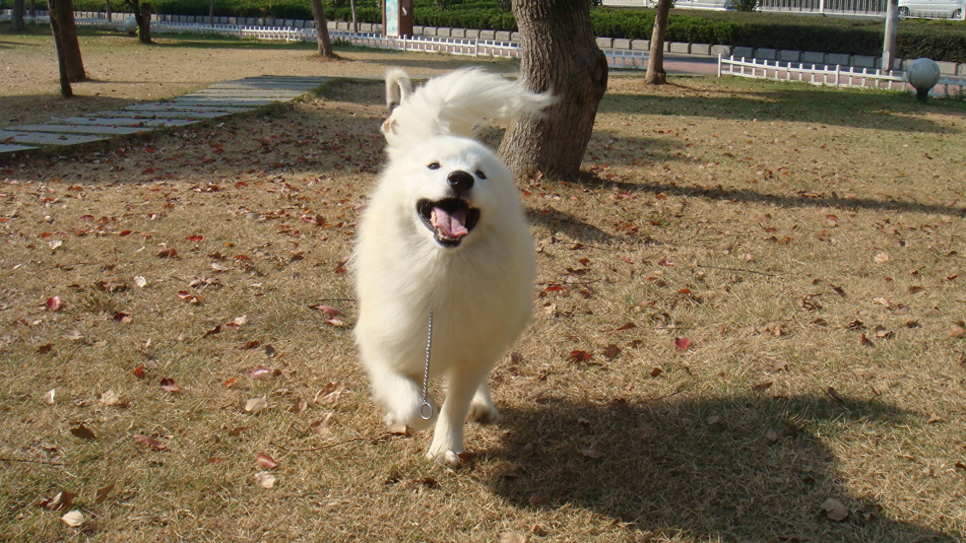 动物图集：雪白可爱狗狗萨摩耶犬