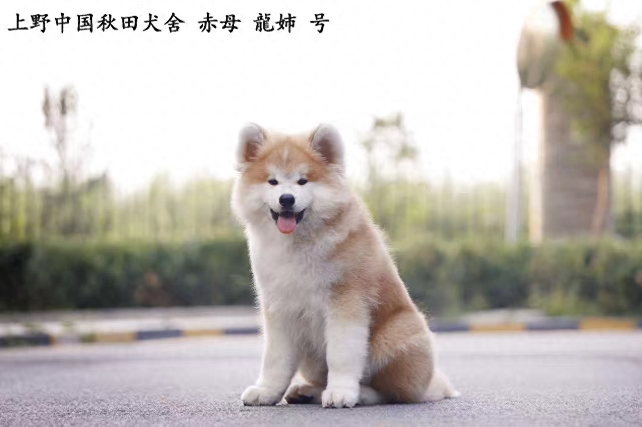 长毛秋田犬一样活泼可爱