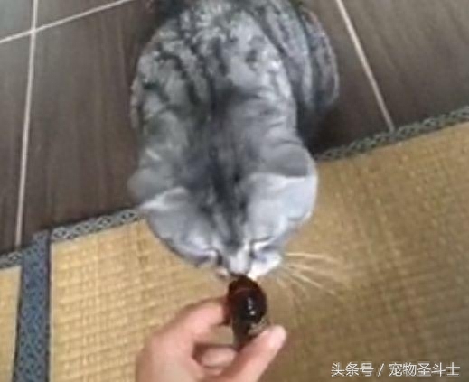 很多人都喜欢折耳猫，却不知道5年后它有多痛苦