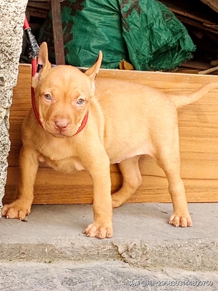 原生态中华田园犬广西小猎犬农村土狗