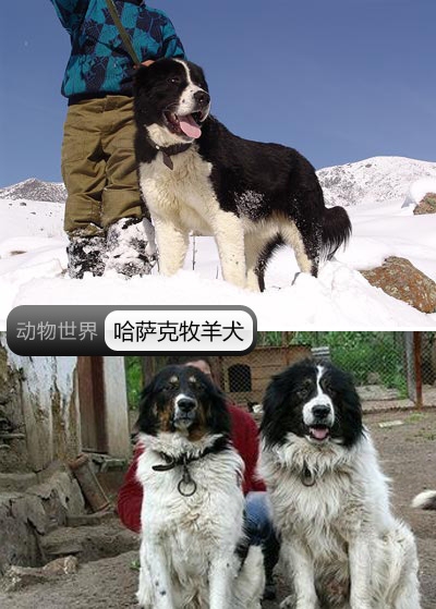 中国亟待拯救的本土犬种