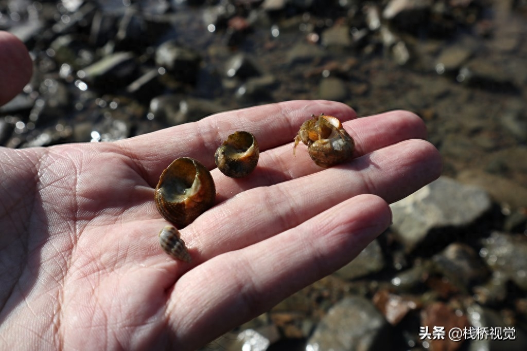 青岛：寄居蟹背着免费房子觅食萌萌哒