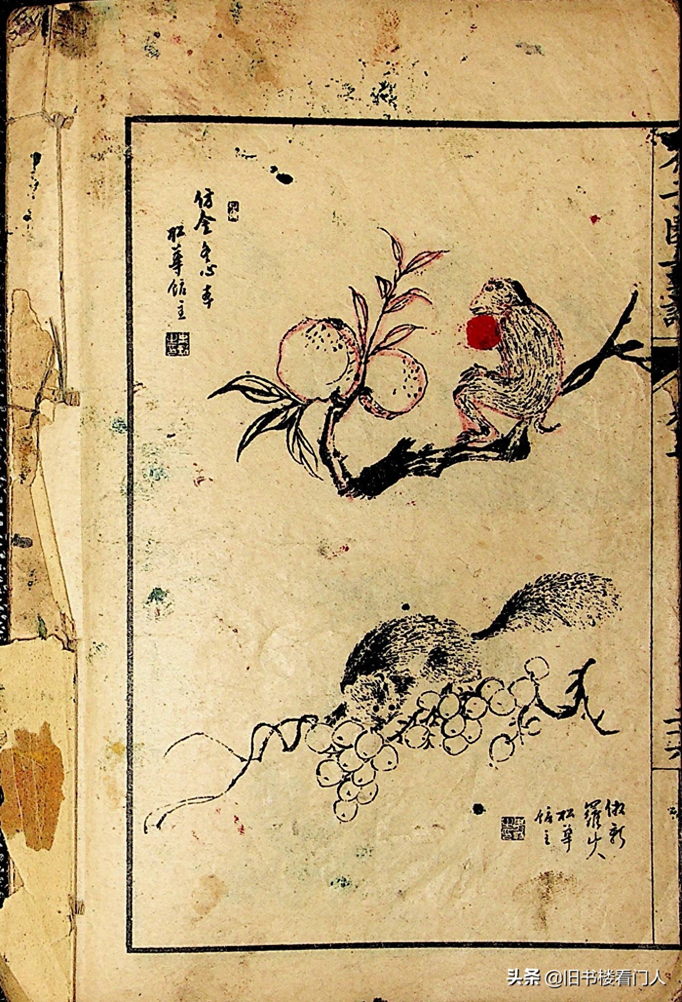 艺术类学画必修之书－《芥子园画谱·草虫花卉谱》