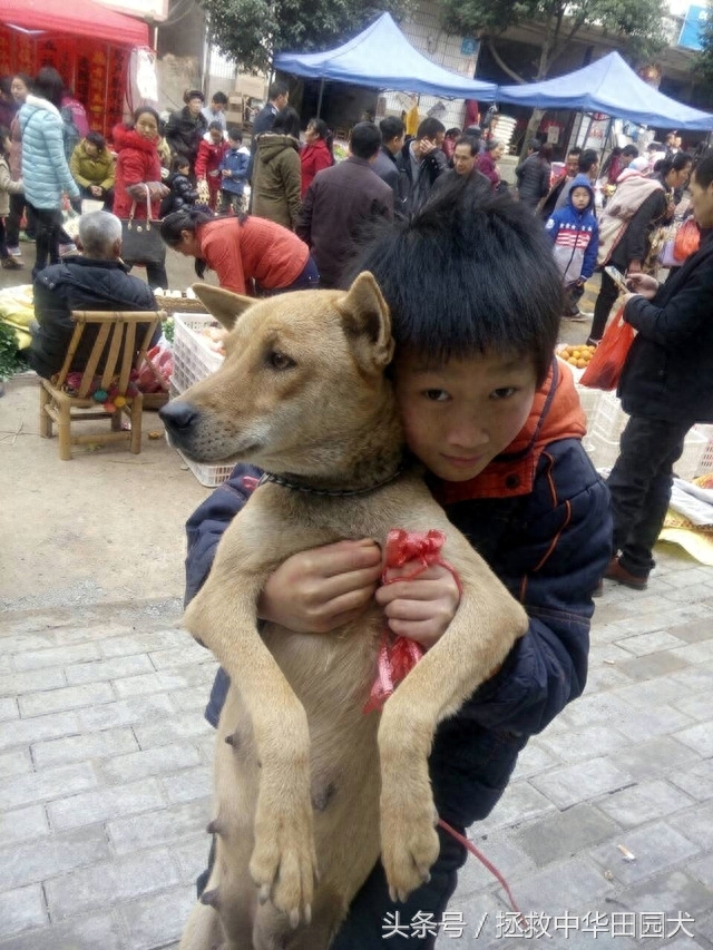 进城赶集，一路上的纯正中华田园犬，大饱眼福